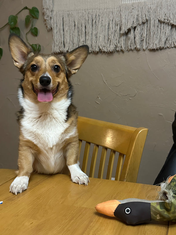 Hero image for Hall of Paws post