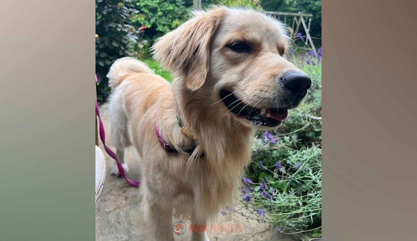 Hero image for Hall of Paws post