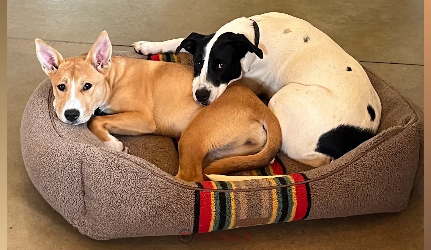 Hero image for Hall of Paws post