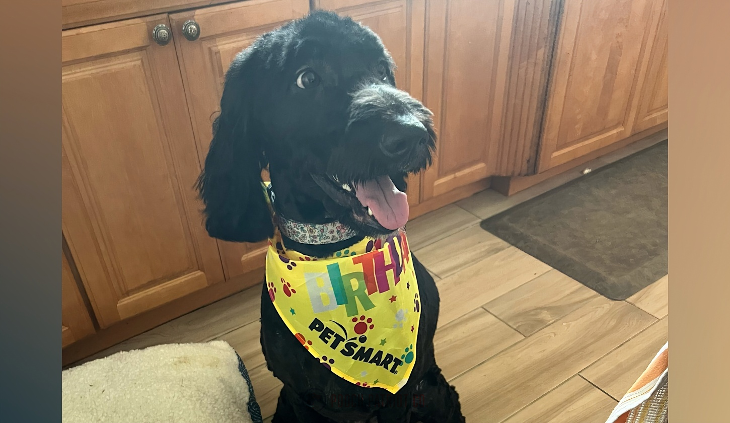 Hero image for Hall of Paws post