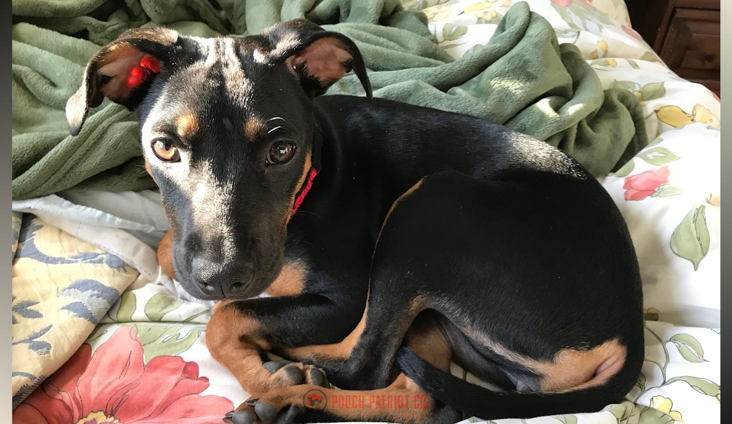 Hero image for Hall of Paws post