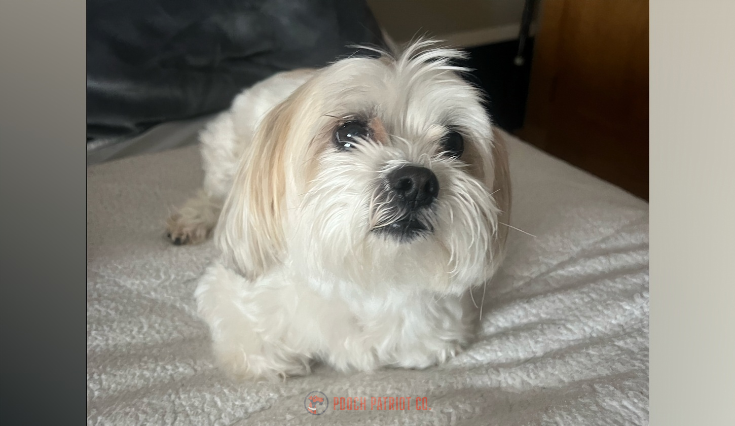 Hero image for Hall of Paws post