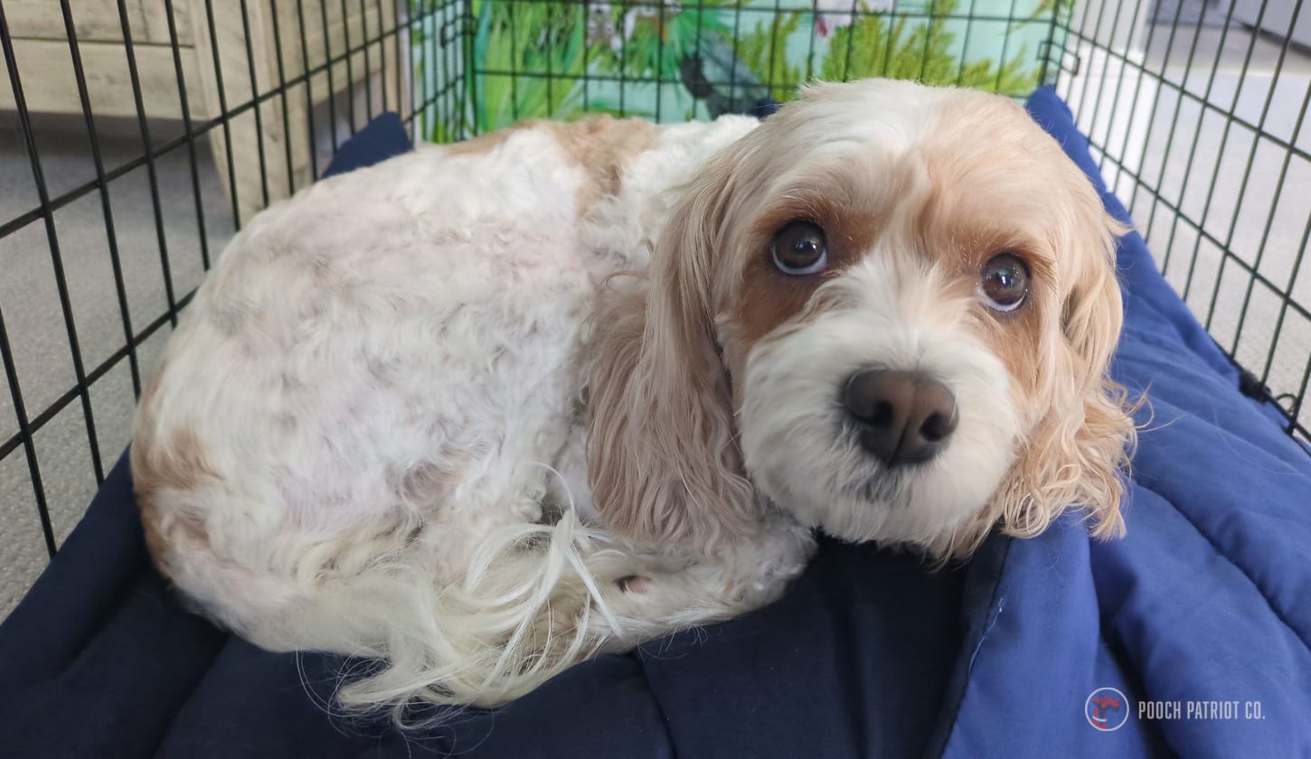 Hero image for Hall of Paws post