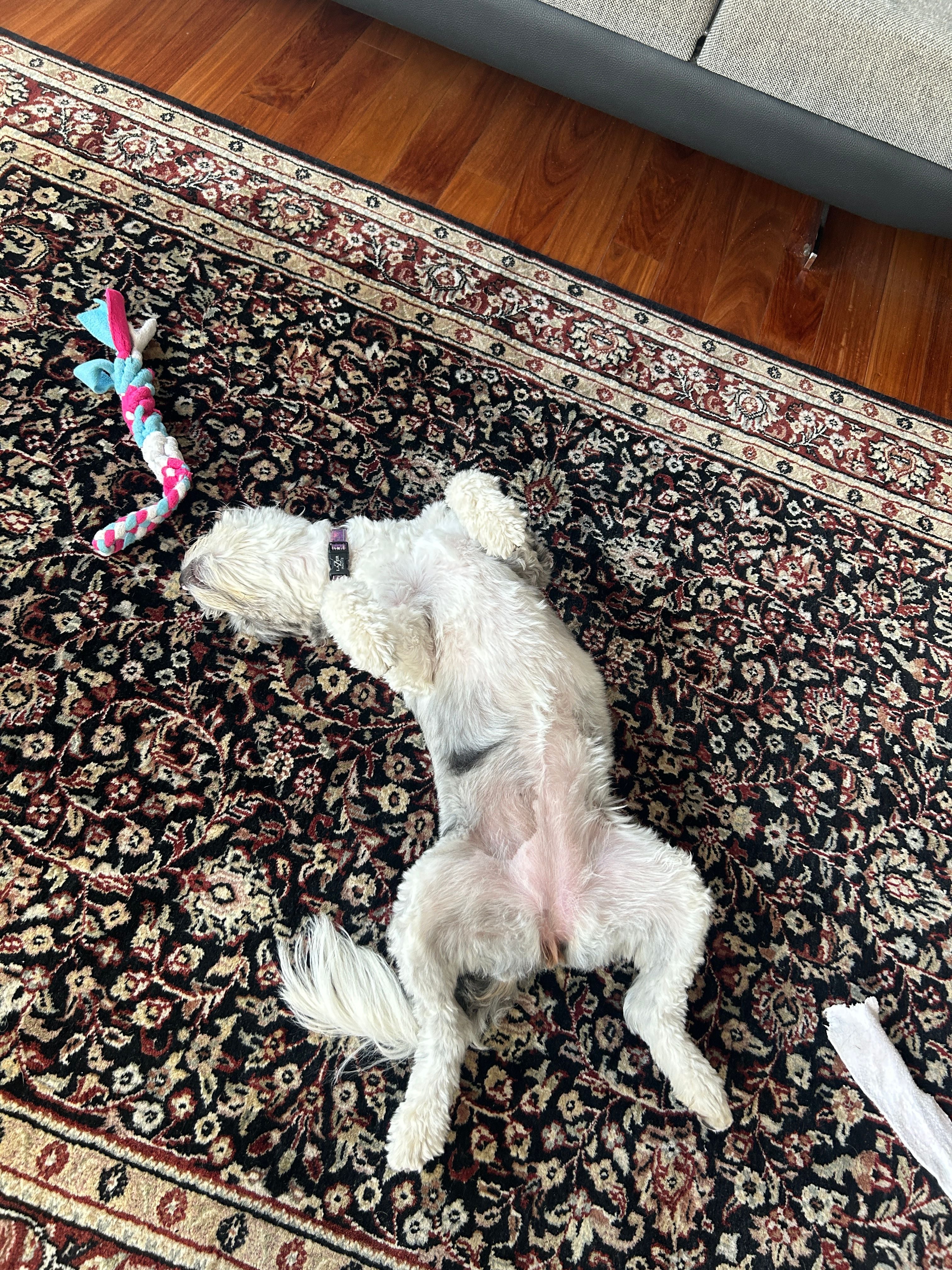 Hero image for Hall of Paws post