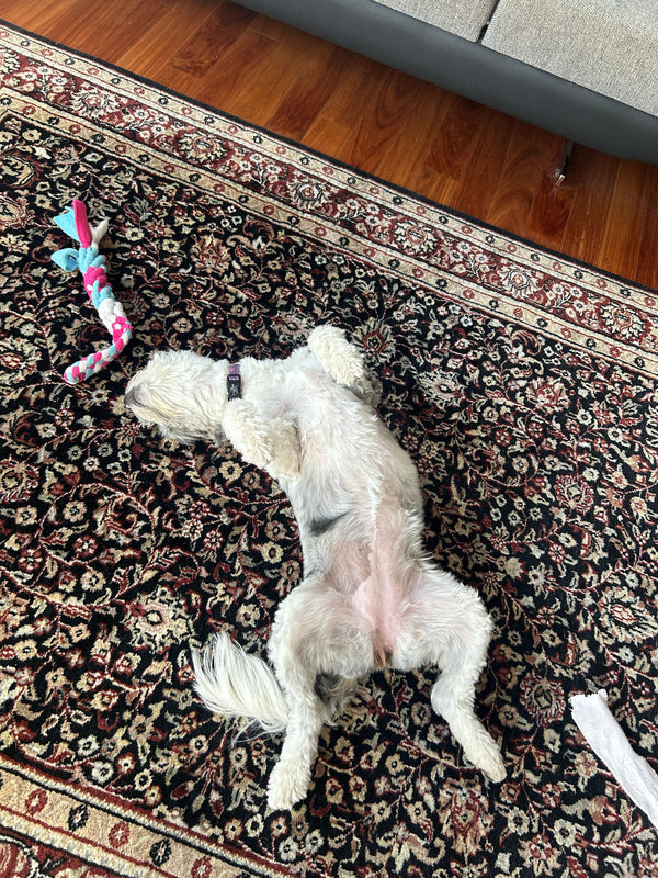 Hero image for Hall of Paws post