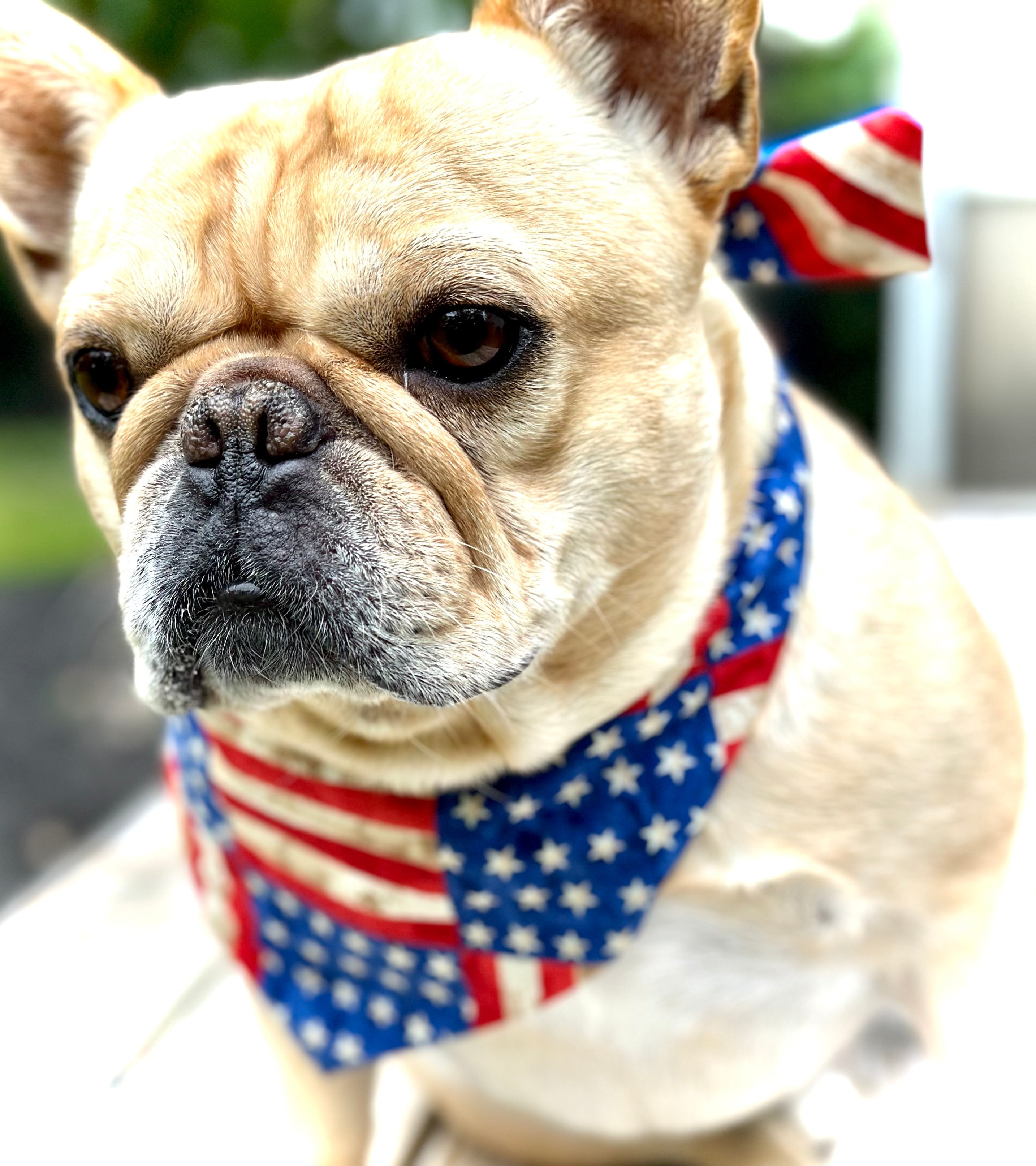 Stars & Stripes Dog Bandana | Happy Tails Outfitters