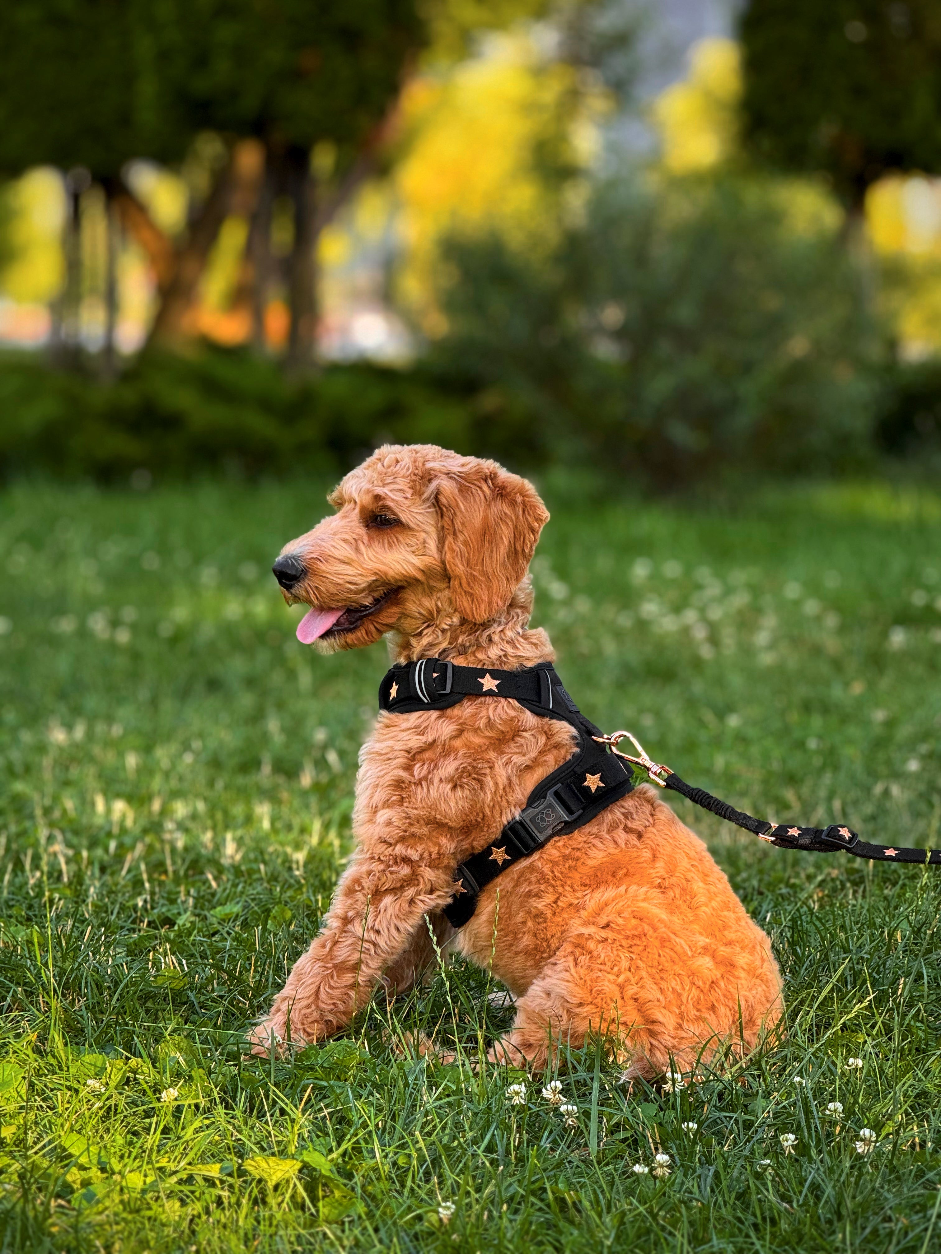 Nomad Dog Harness | Dogistry