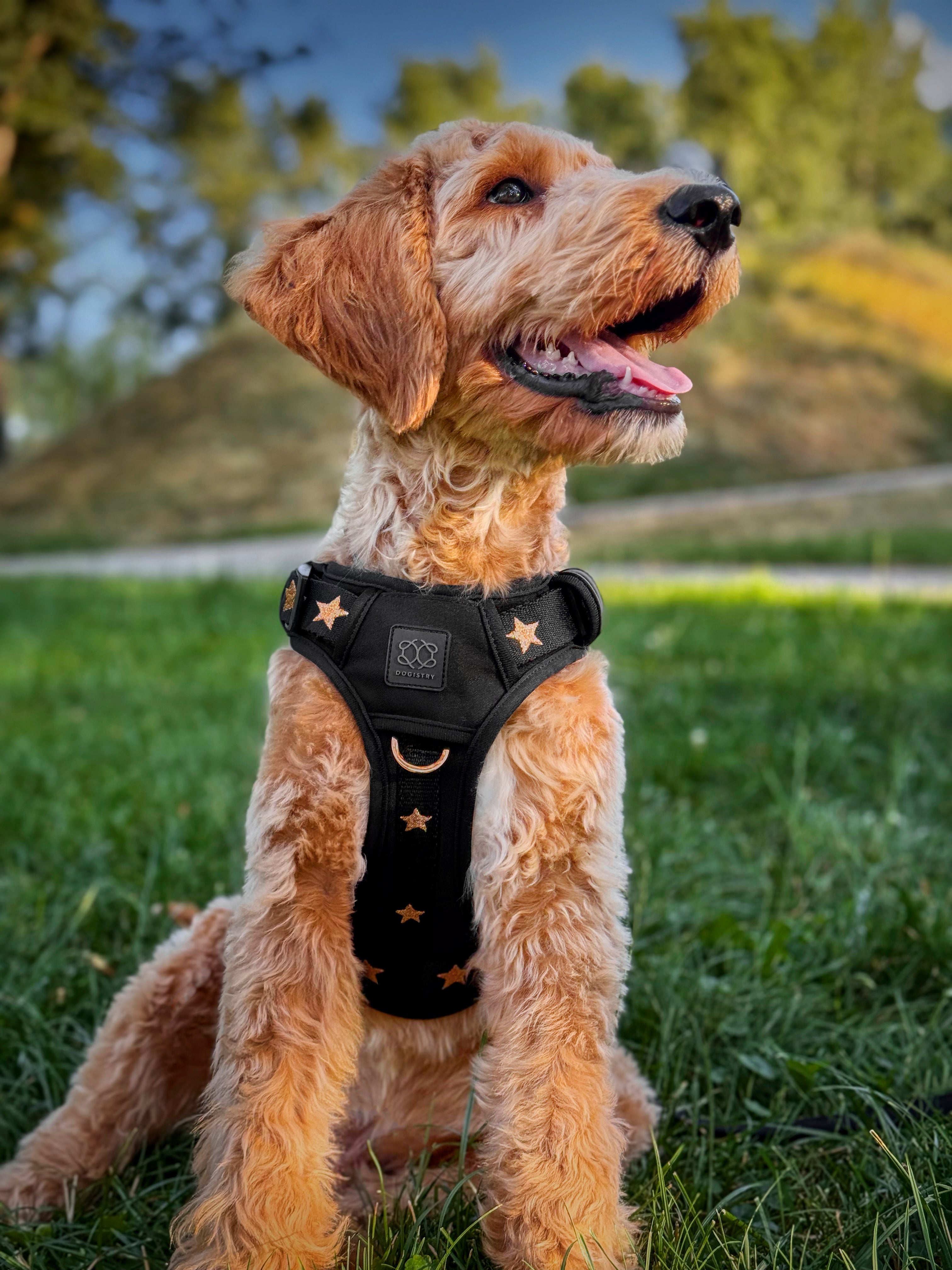 Nomad Dog Harness | Dogistry