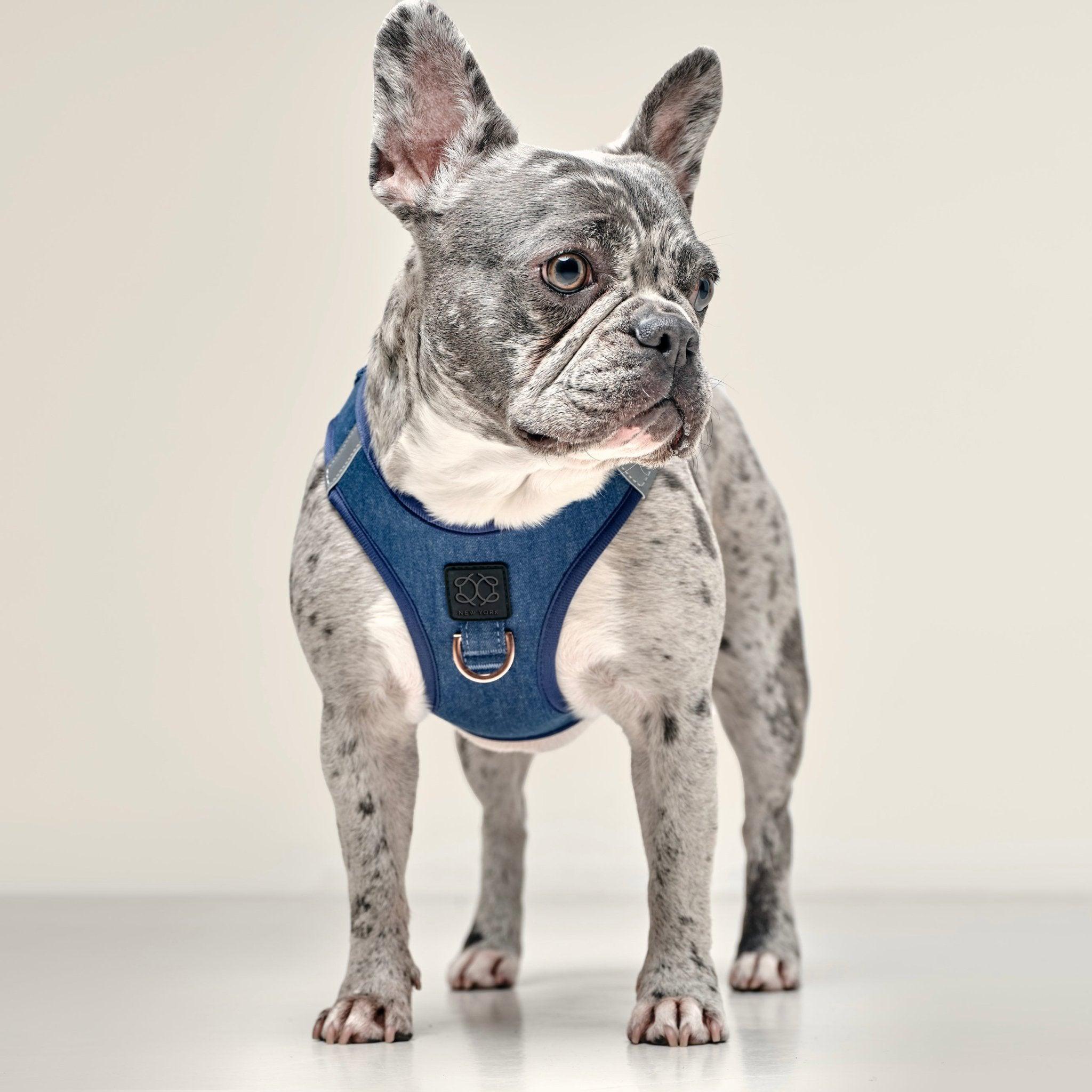 Dogistry SoHo Harness