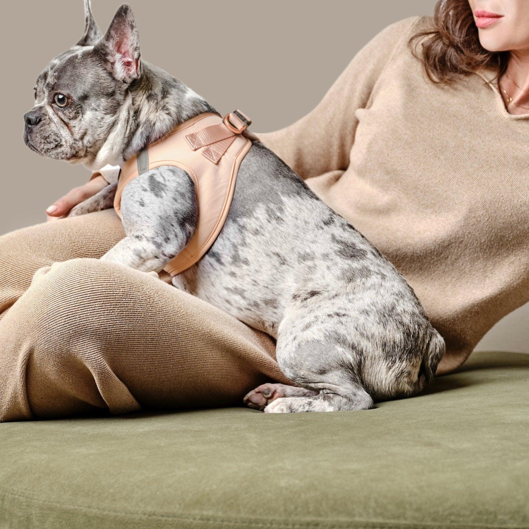 Dogistry SoHo Harness