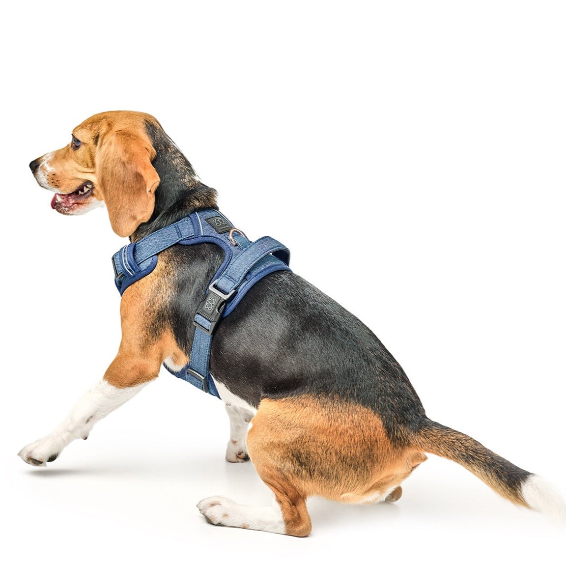 Nomad Dog Harness | Dogistry