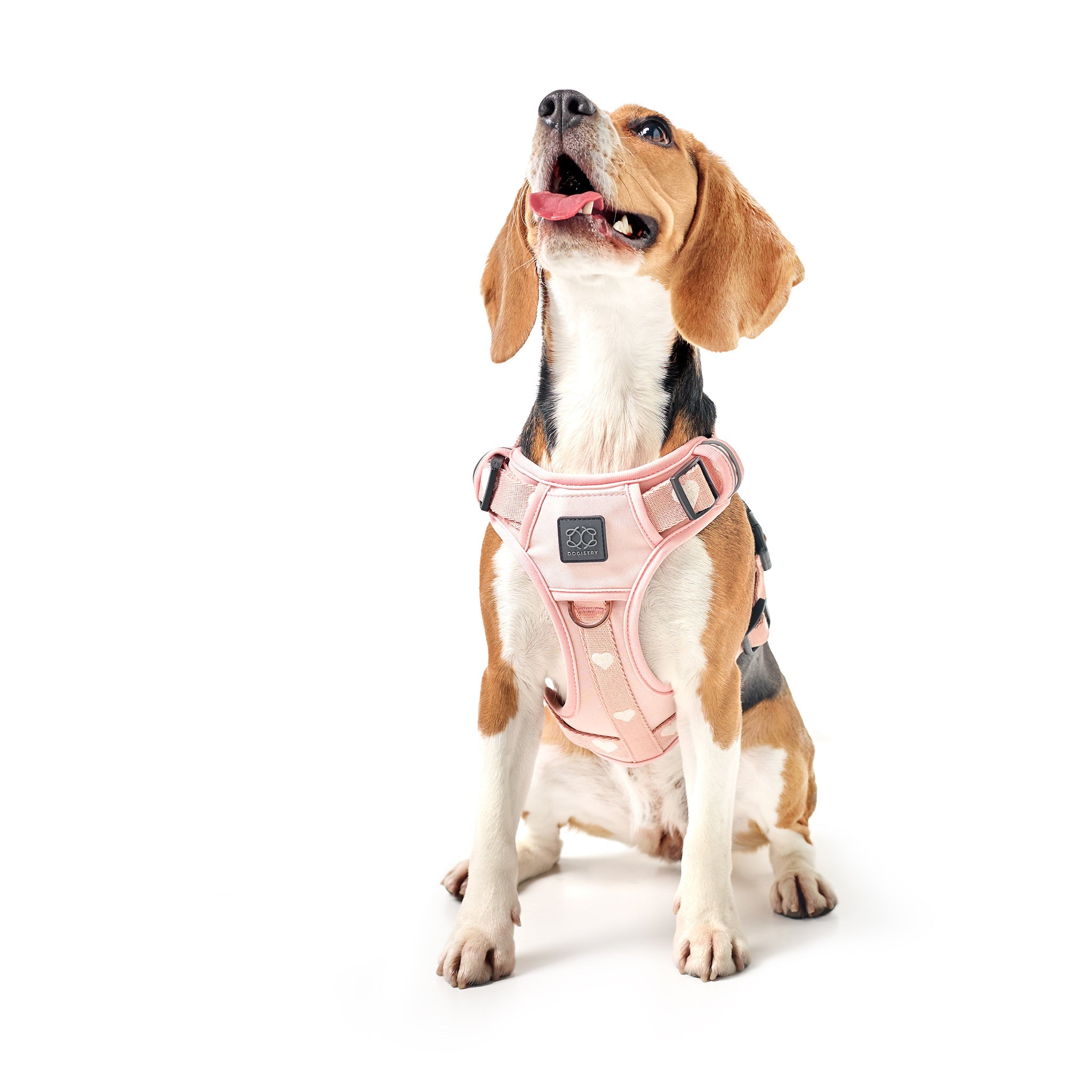 Nomad Dog Harness | Dogistry