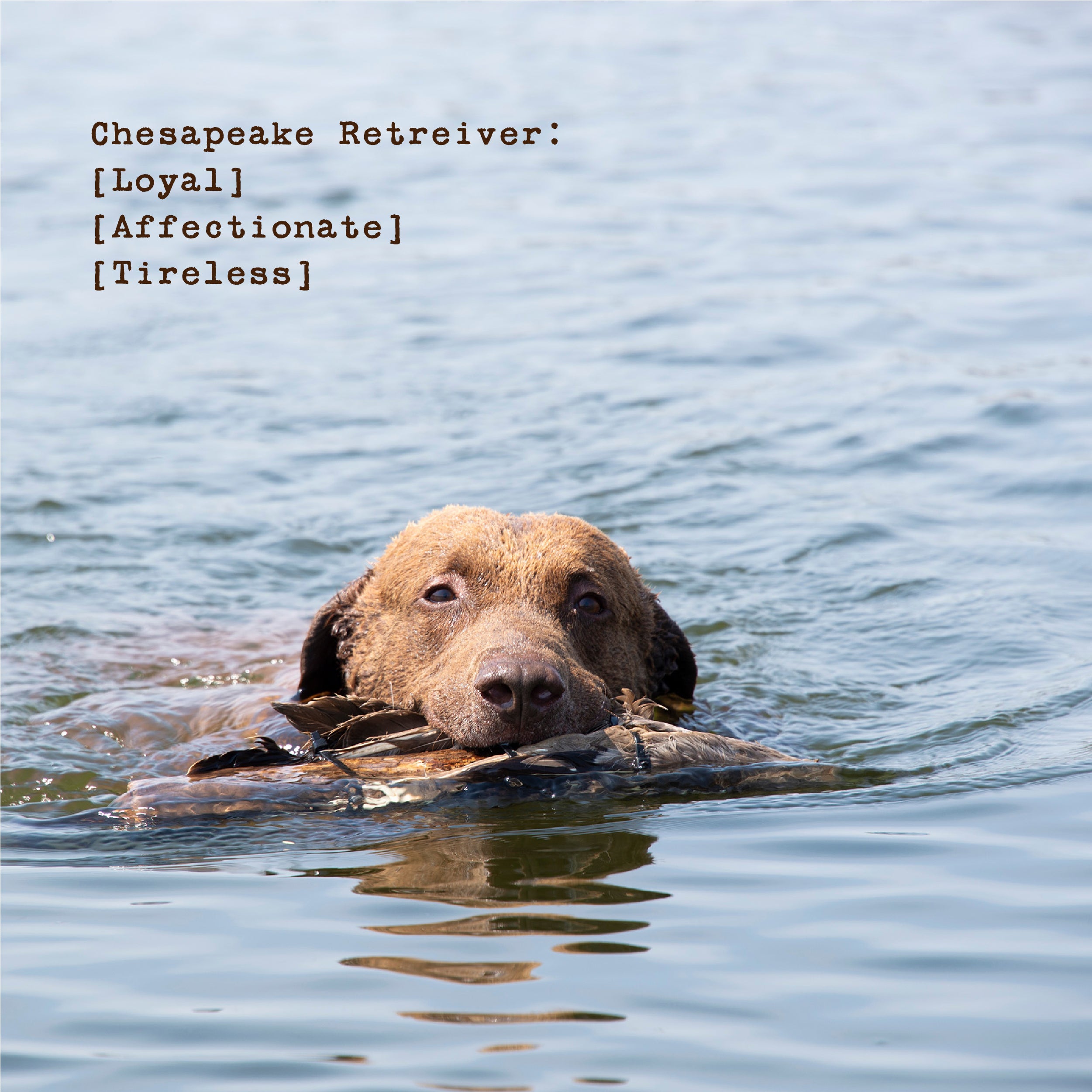 Women's Chesapeake Cord Bucket Hat