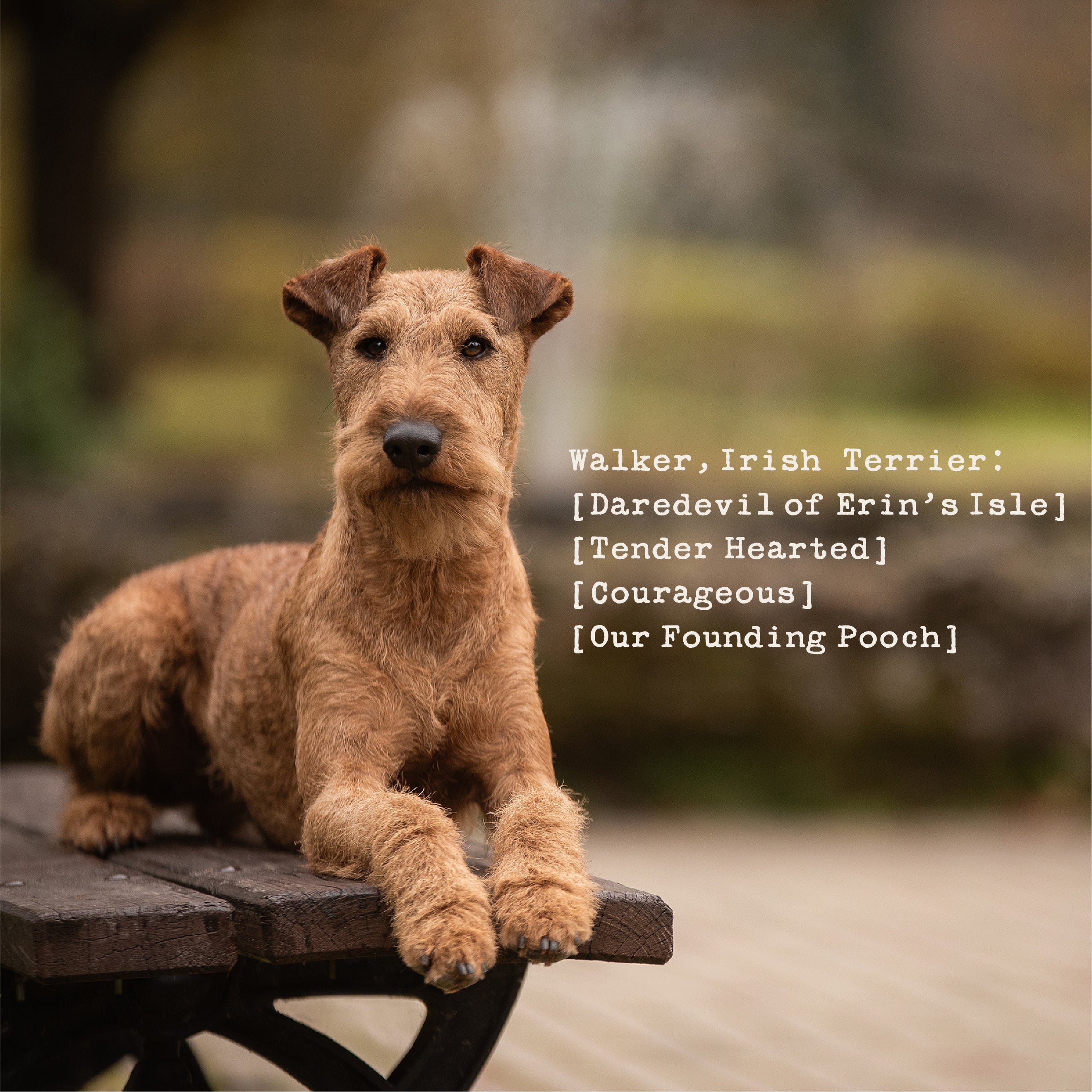 The Walker Women's Performance Polo