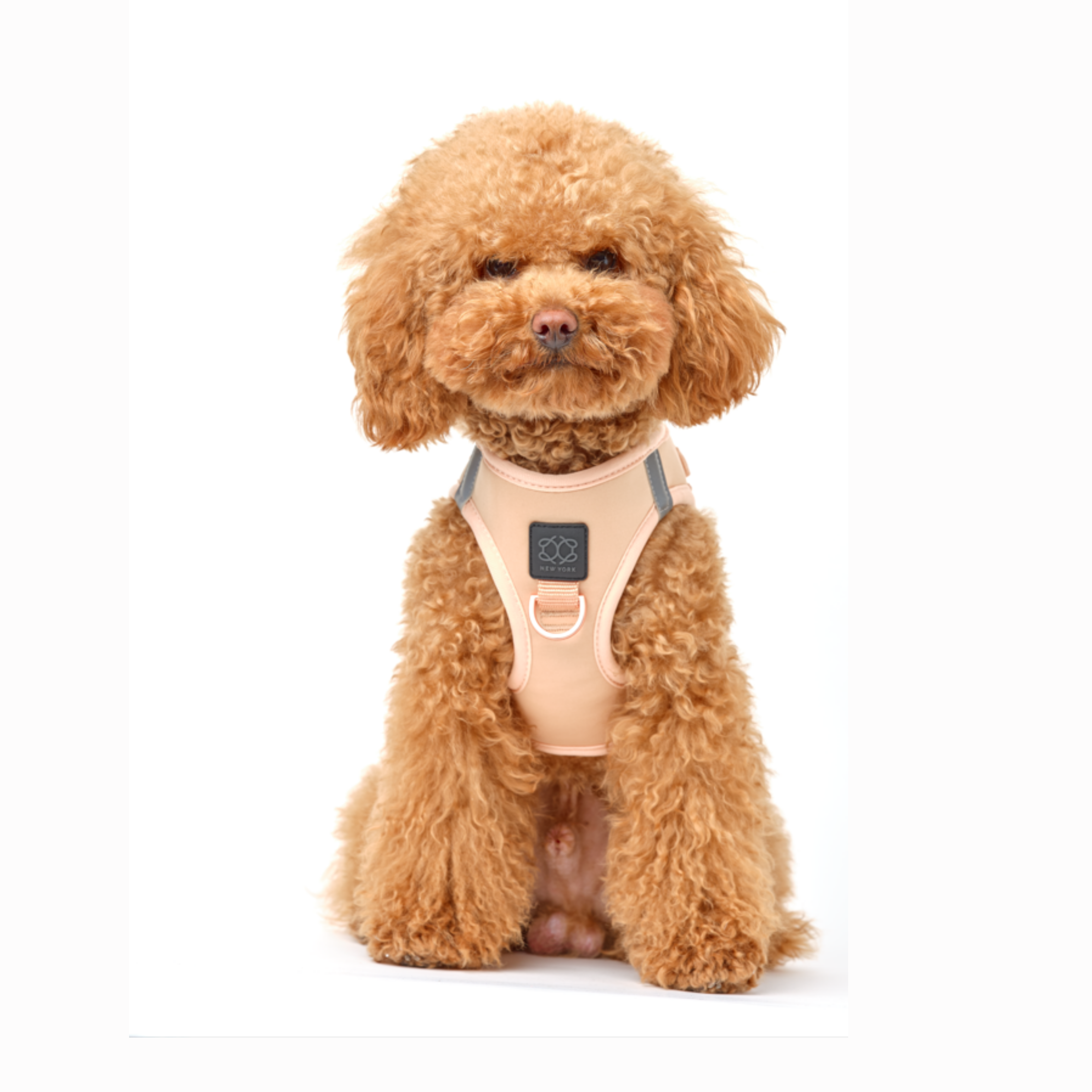 Dogistry SoHo Harness