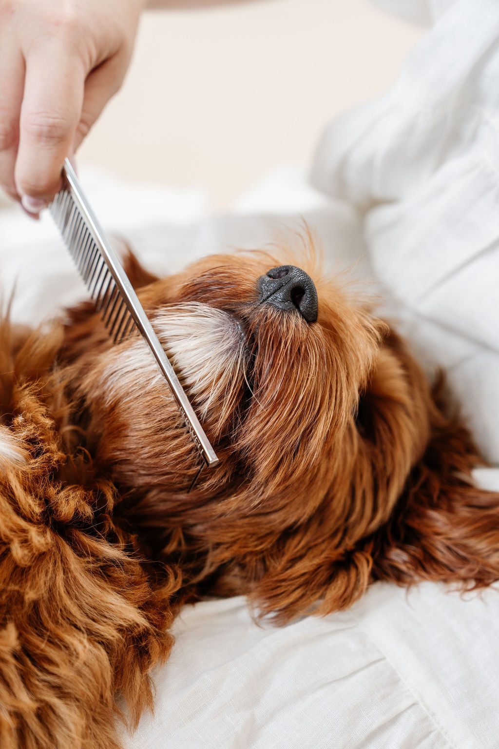 Pupwell Everyday Comb