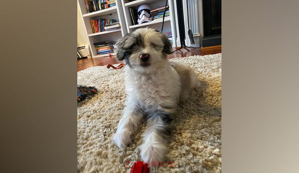 Hero image for Hall of Paws post