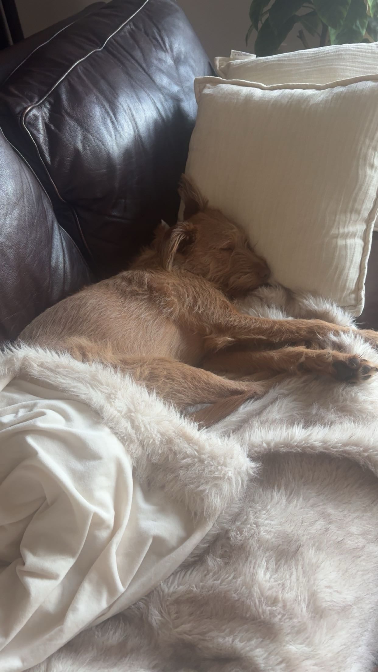 Hero image for Hall of Paws post