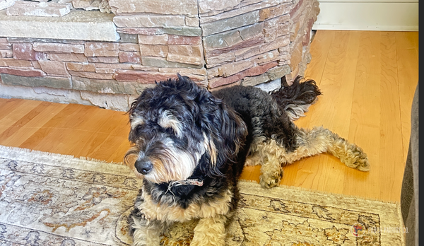 Hero image for Hall of Paws post