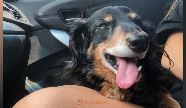 Hero image for Hall of Paws post