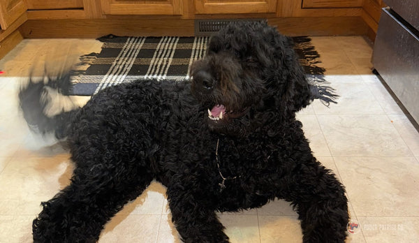 Hero image for Hall of Paws post