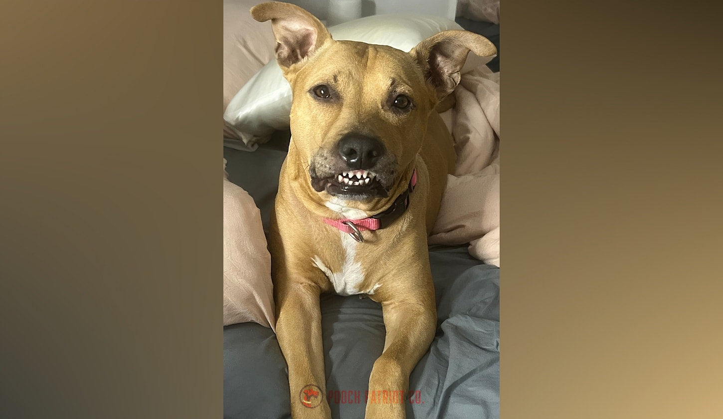 Stella