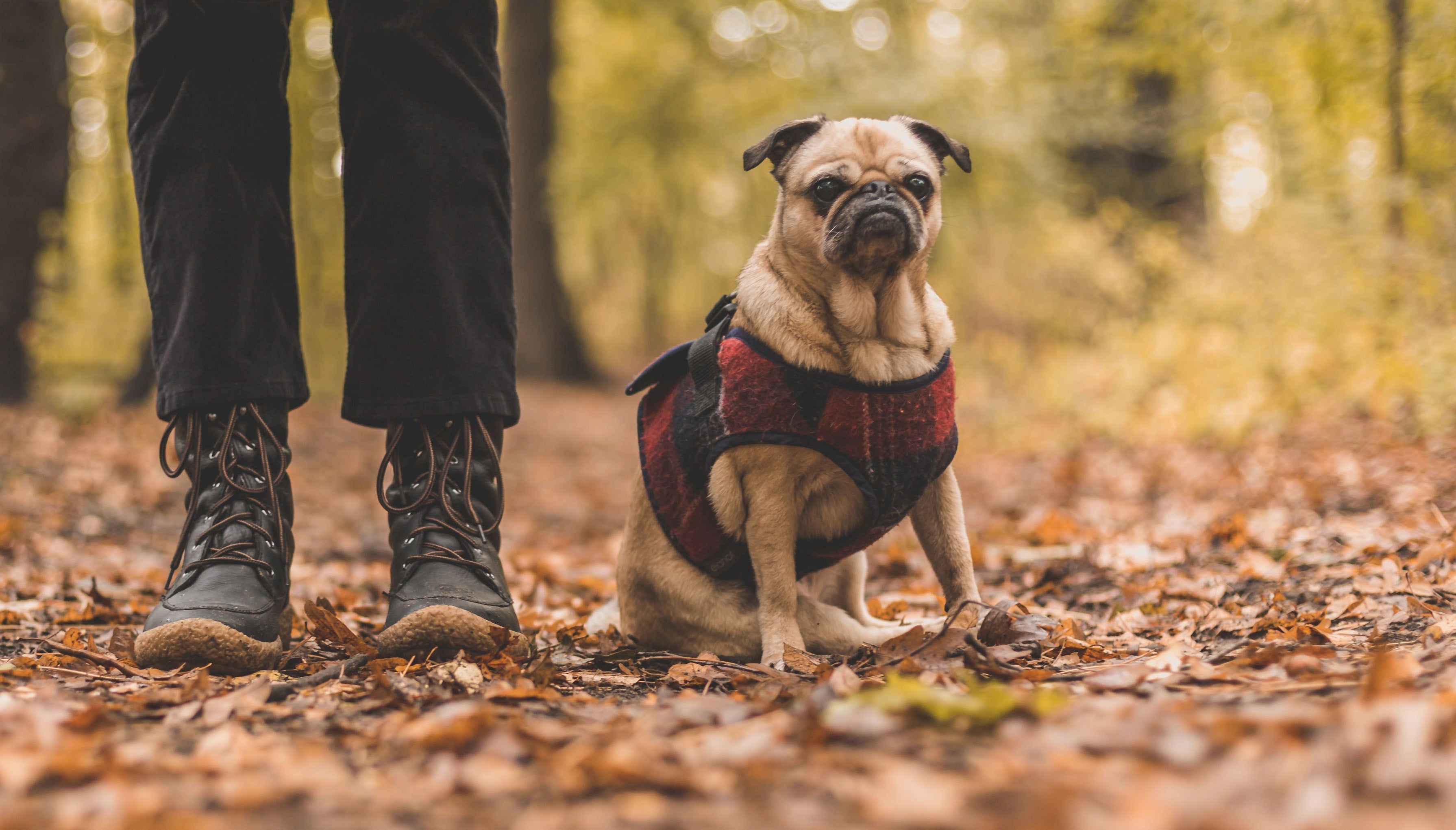 🍁 Fall Pawtection: 7 Dog Safety Tips for as We Move Into Winter