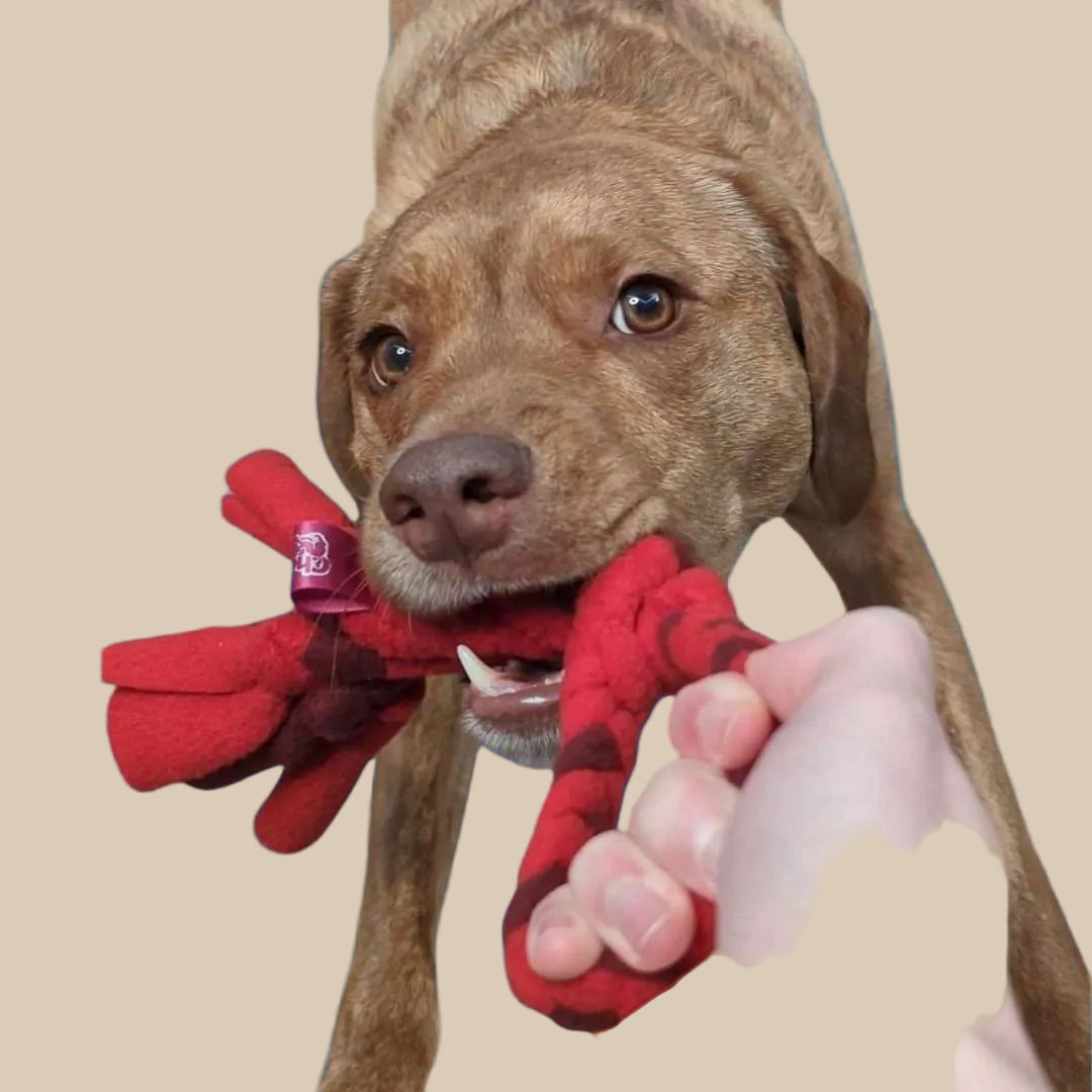 3-in-1 Enrichment Tube for Dogs | Tug Toy, Treat Dispenser & Snuffle Ball by Chelsy’s Toys