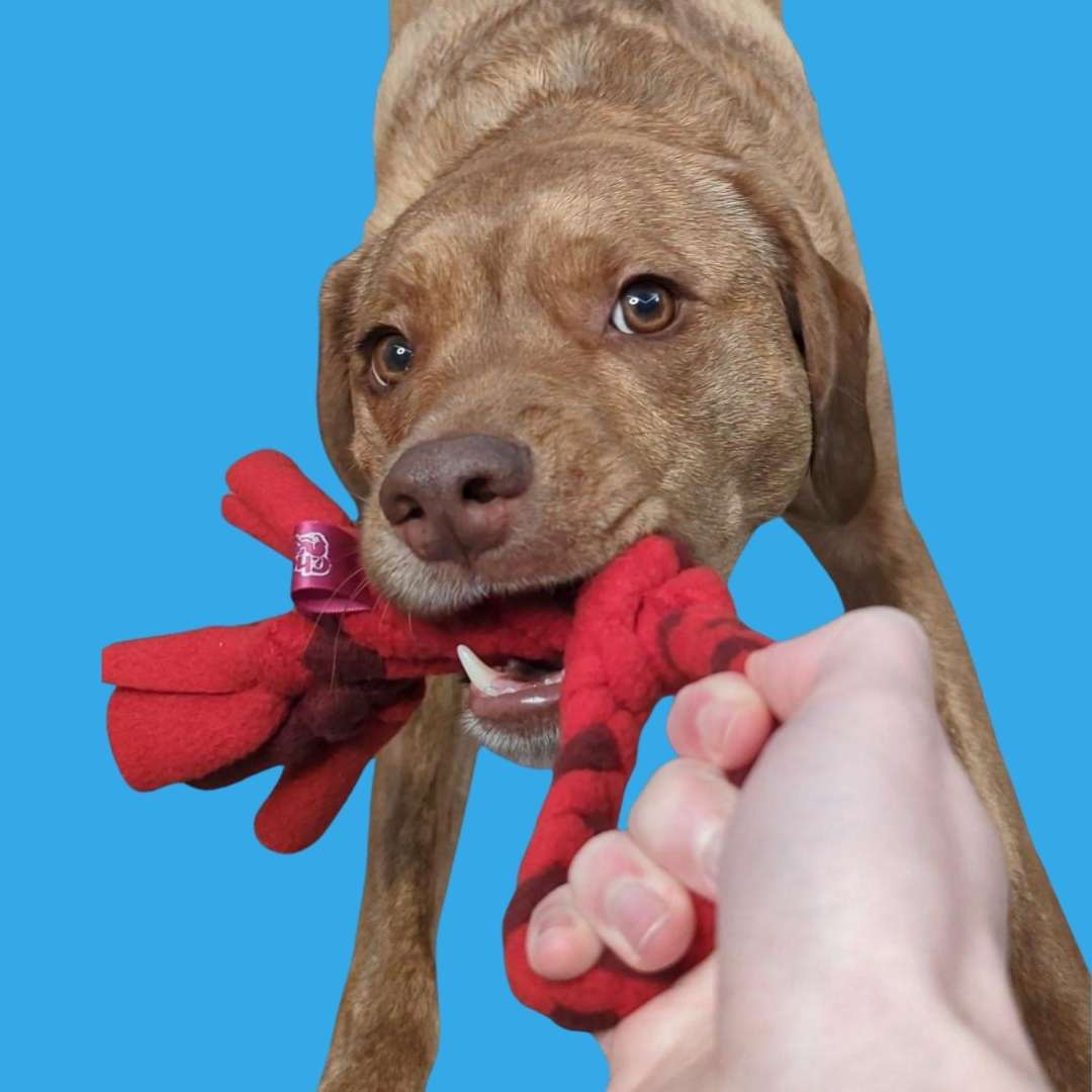 3-in-1 Enrichment Tube for Dogs | Tug Toy, Treat Dispenser & Snuffle Ball by Chelsy’s Toys