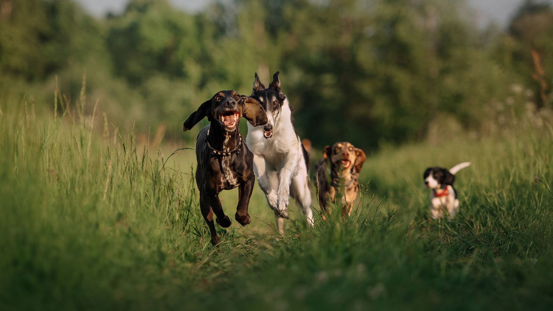 Four dogs running through a grassy field with trees in the background