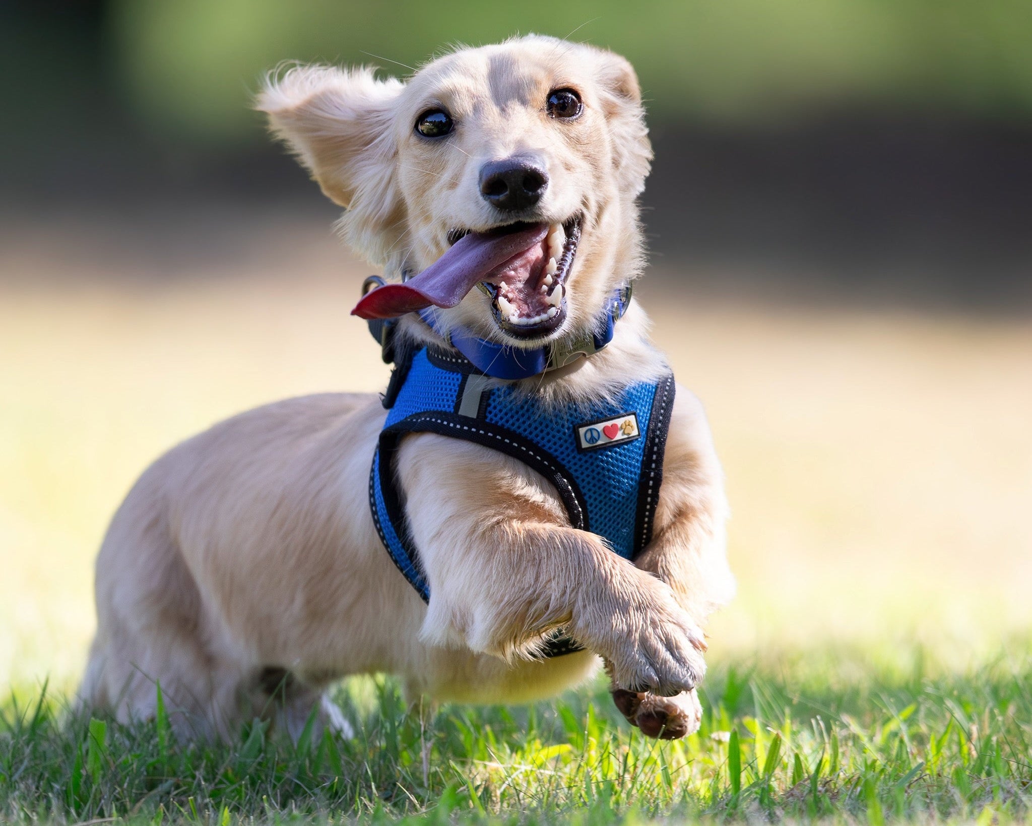 Dog running on grass wearing a blue harness with visible brand logos.