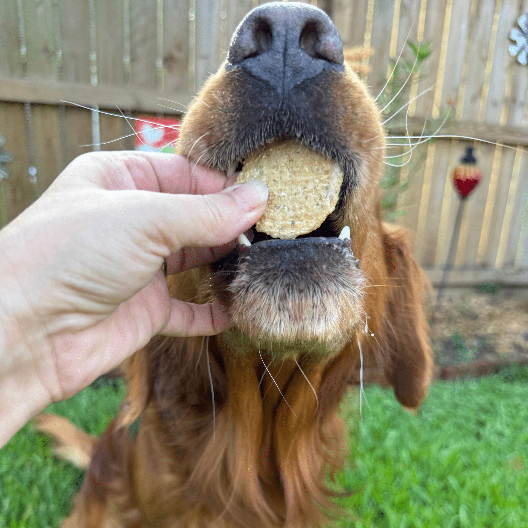 Farm to Pet Fish Chips – 100% Wild-Caught Walleye Dog Treats