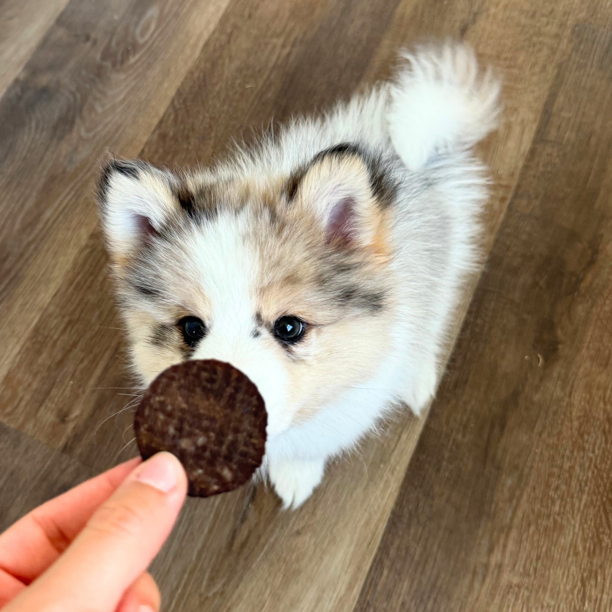 Farm to Pet Beef Chips – 100% Single-Ingredient Dog Treats