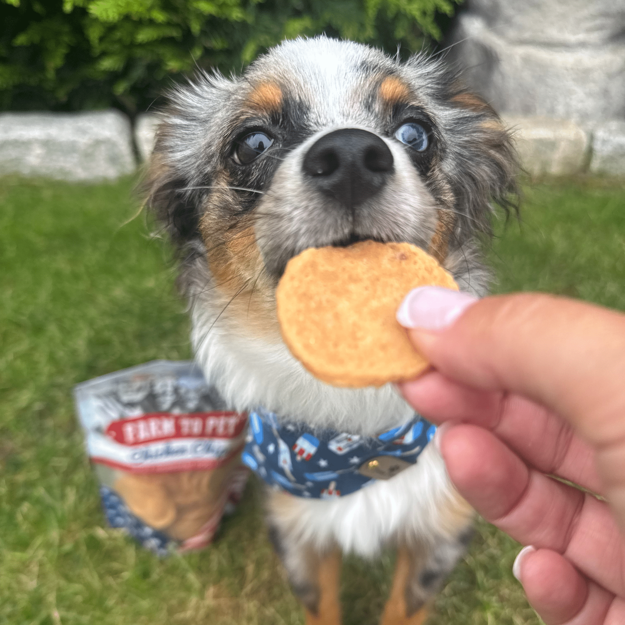 Farm to Pet Americana Chicken Chips – 100% All-American Dog Treats