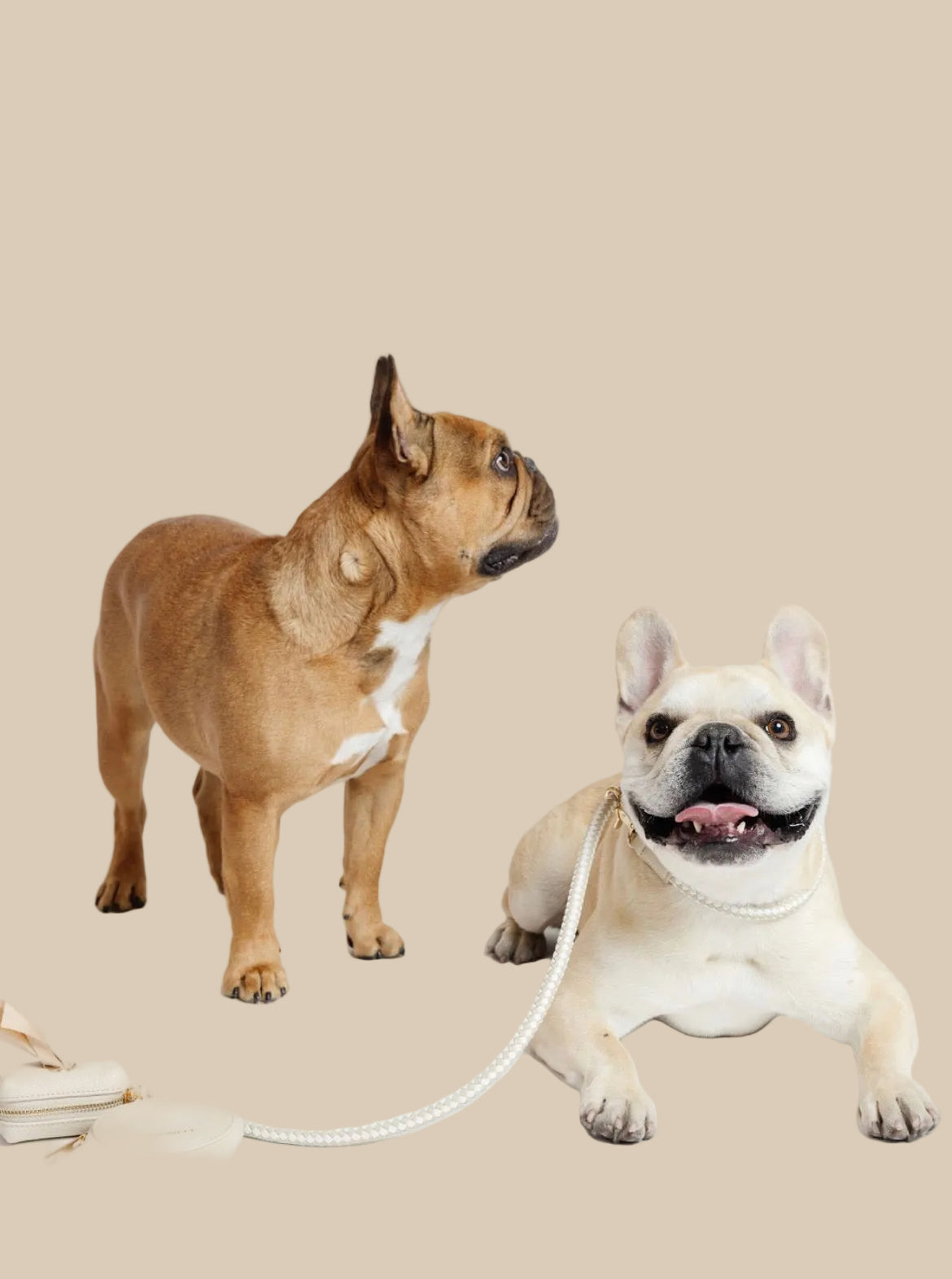 Pupwell Everyday Walk Kit