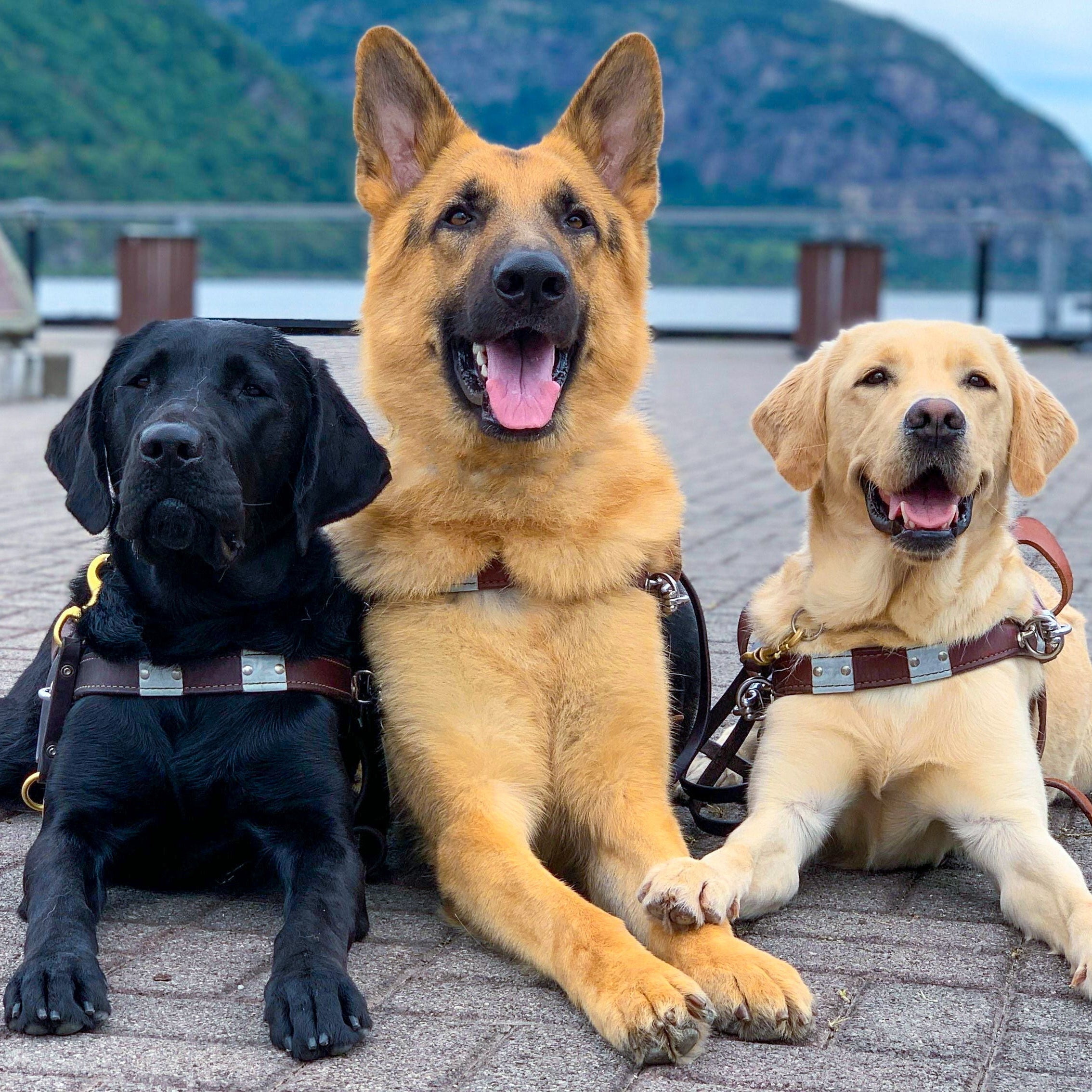 Three dogs, two black and one brown, sitting together on a paved walkway with a scenic background.