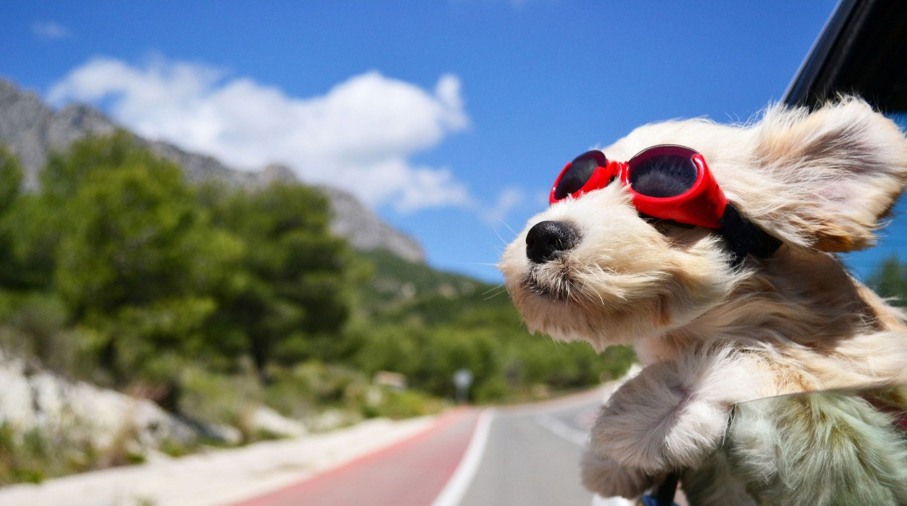 Dog wearing red sunglasses with a scenic road and mountains in the background