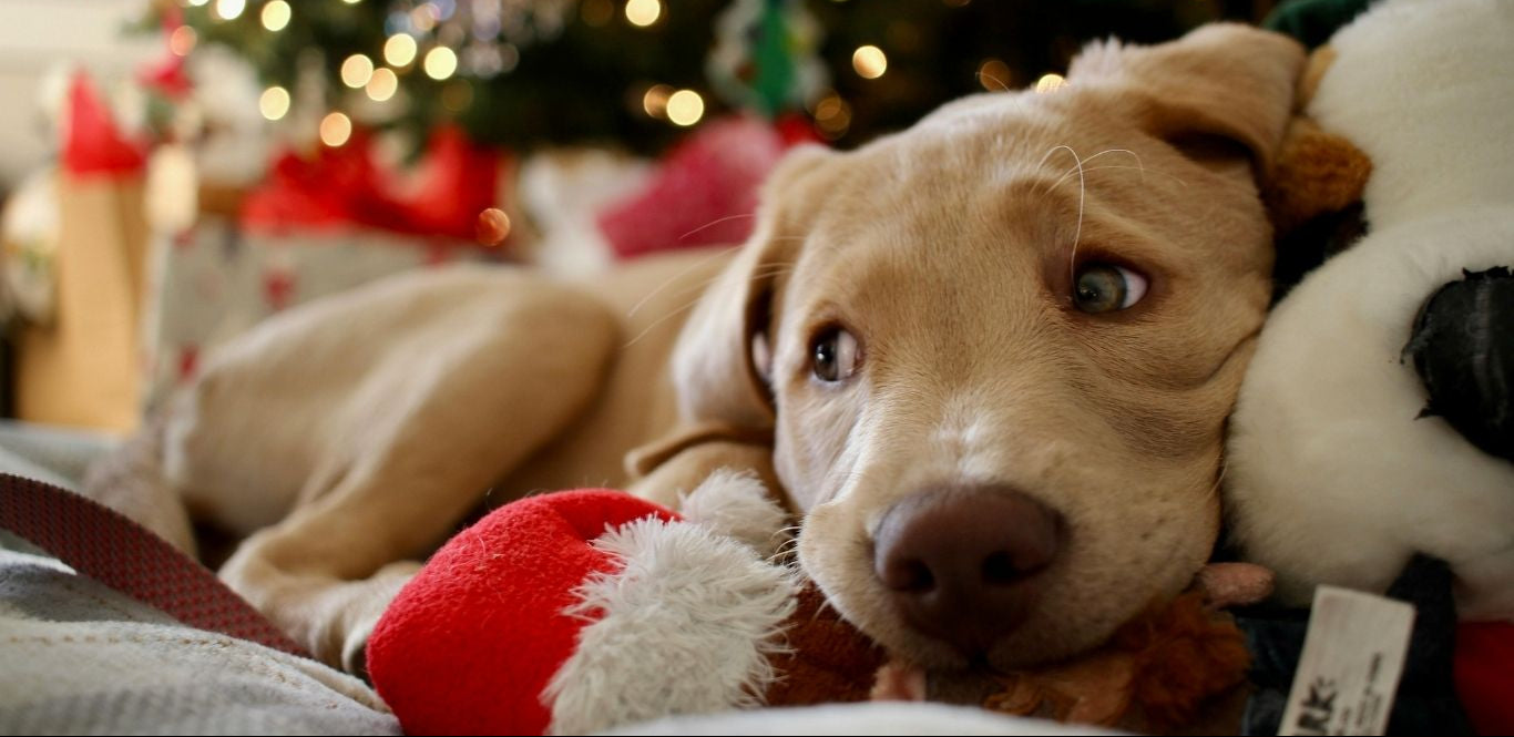 Dog with a Christmas tree and presents in the background