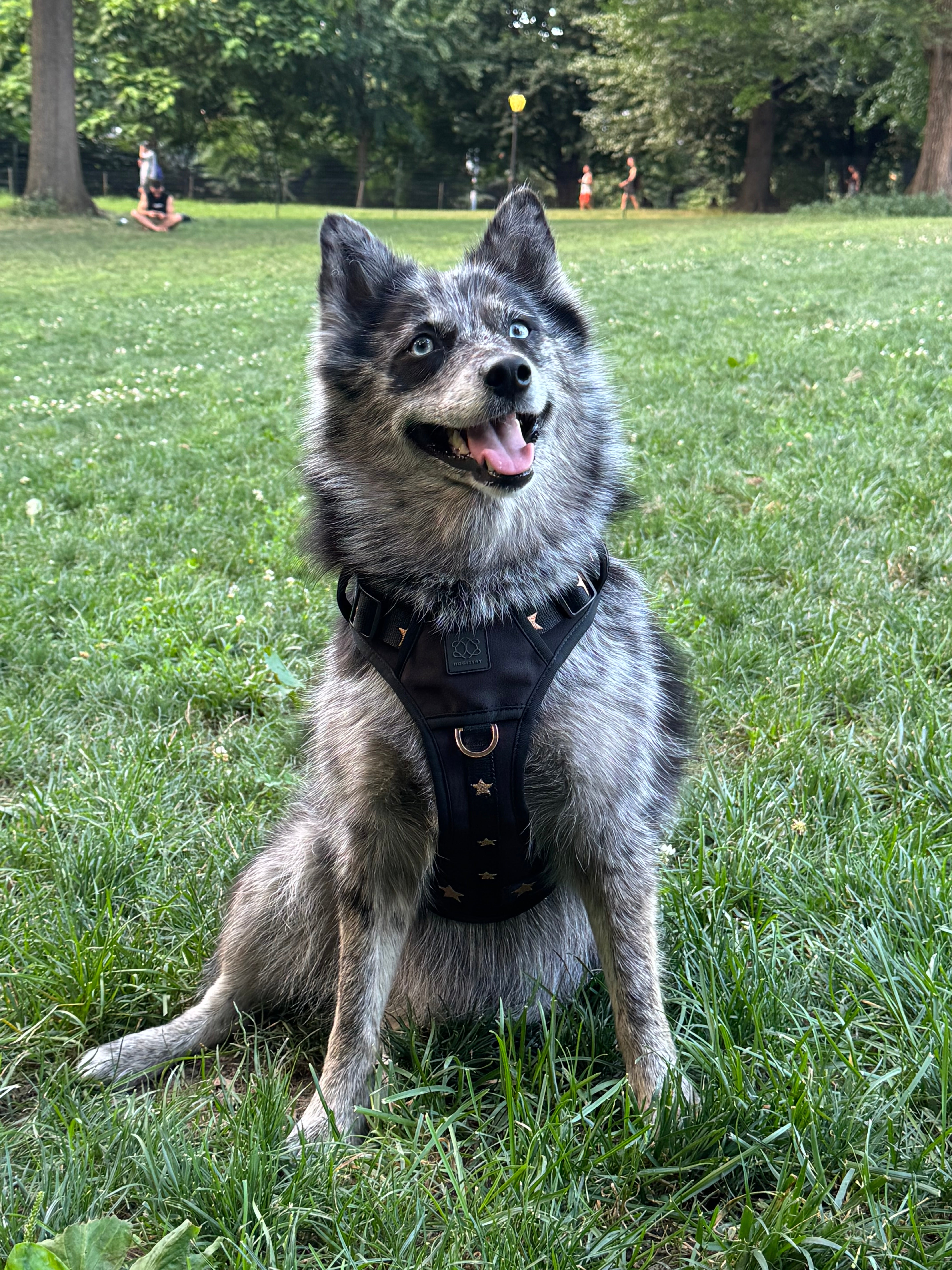 Nomad Dog Harness | Dogistry