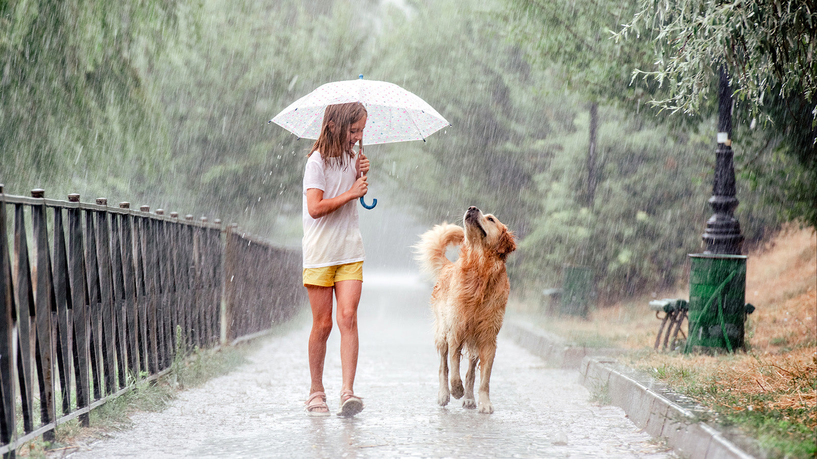 Woman with an umbrella walking a dog on a rainy day