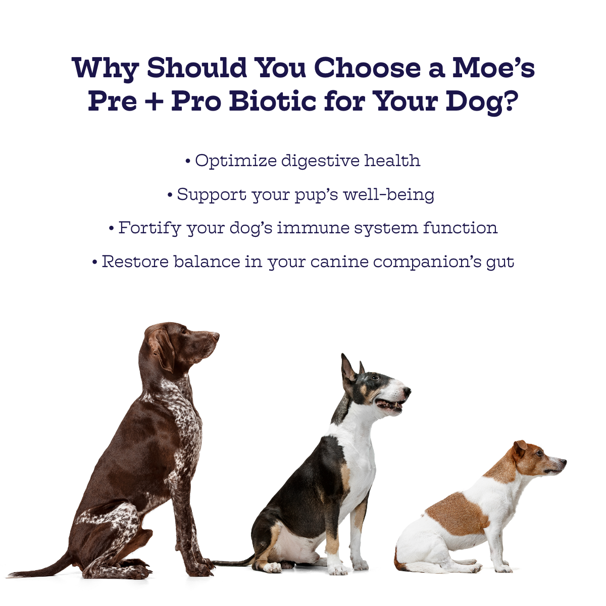 Moe’s Pre + Pro Biotic Chews – Digestive & Gut Health Support for Dogs