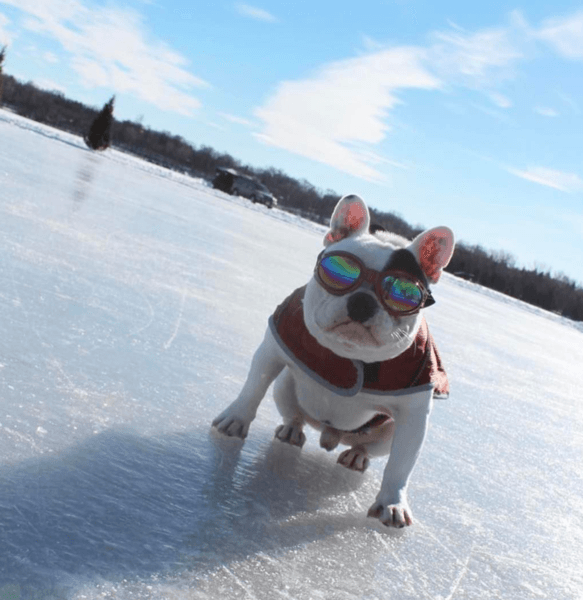 K9 Sport Sack Groovy Sport Shades – Protective Dog Goggles