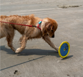 Body Glove Tough Toss Disc – Durable Floating Fetch Toy for Dogs