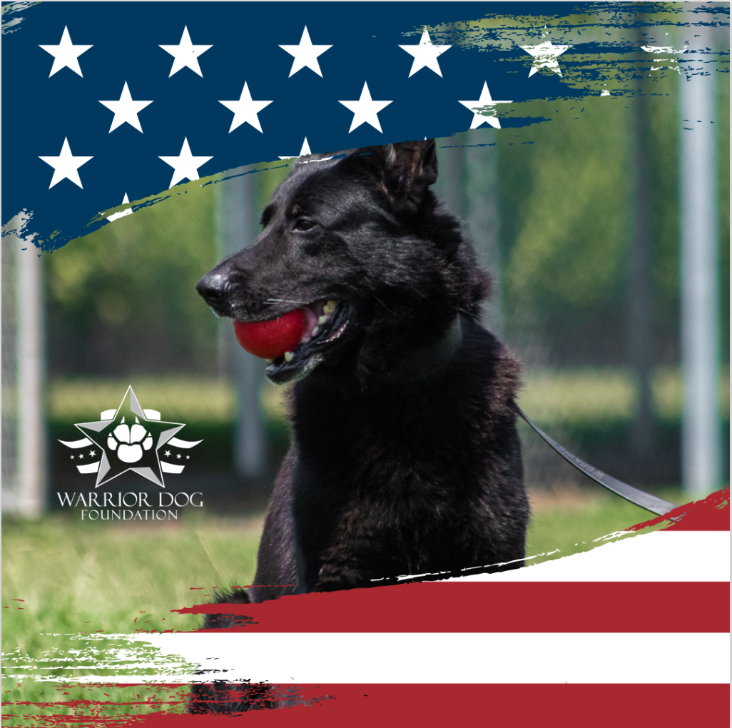 Black dog with a red ball in its mouth on an American flag background, featuring the Warrior Dog Foundation logo.