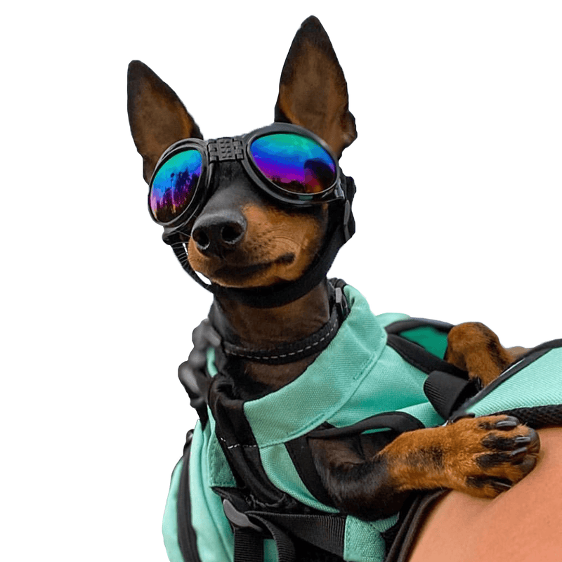 K9 Sport Sack Groovy Sport Shades – Protective Dog Goggles