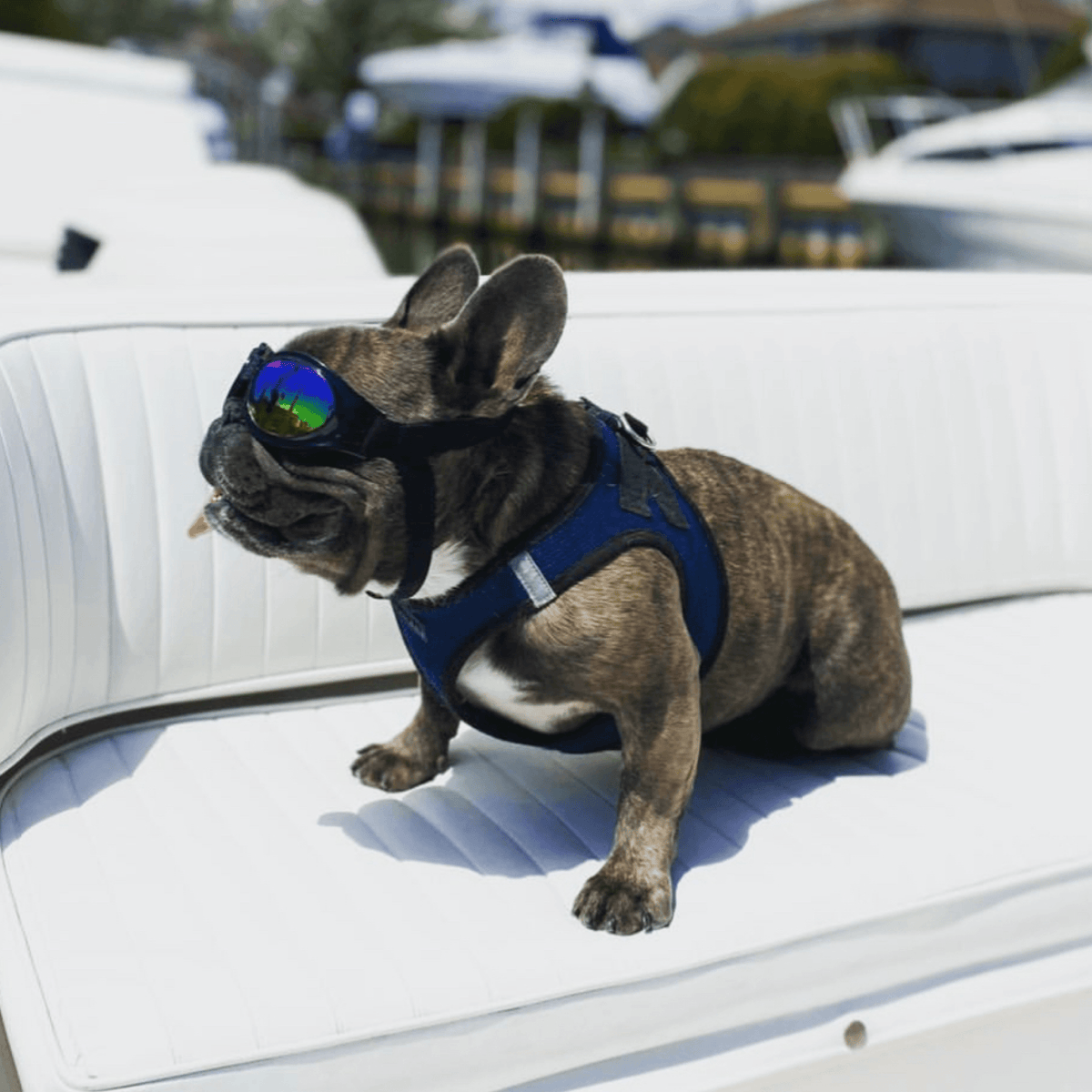 K9 Sport Sack Groovy Sport Shades – Protective Dog Goggles