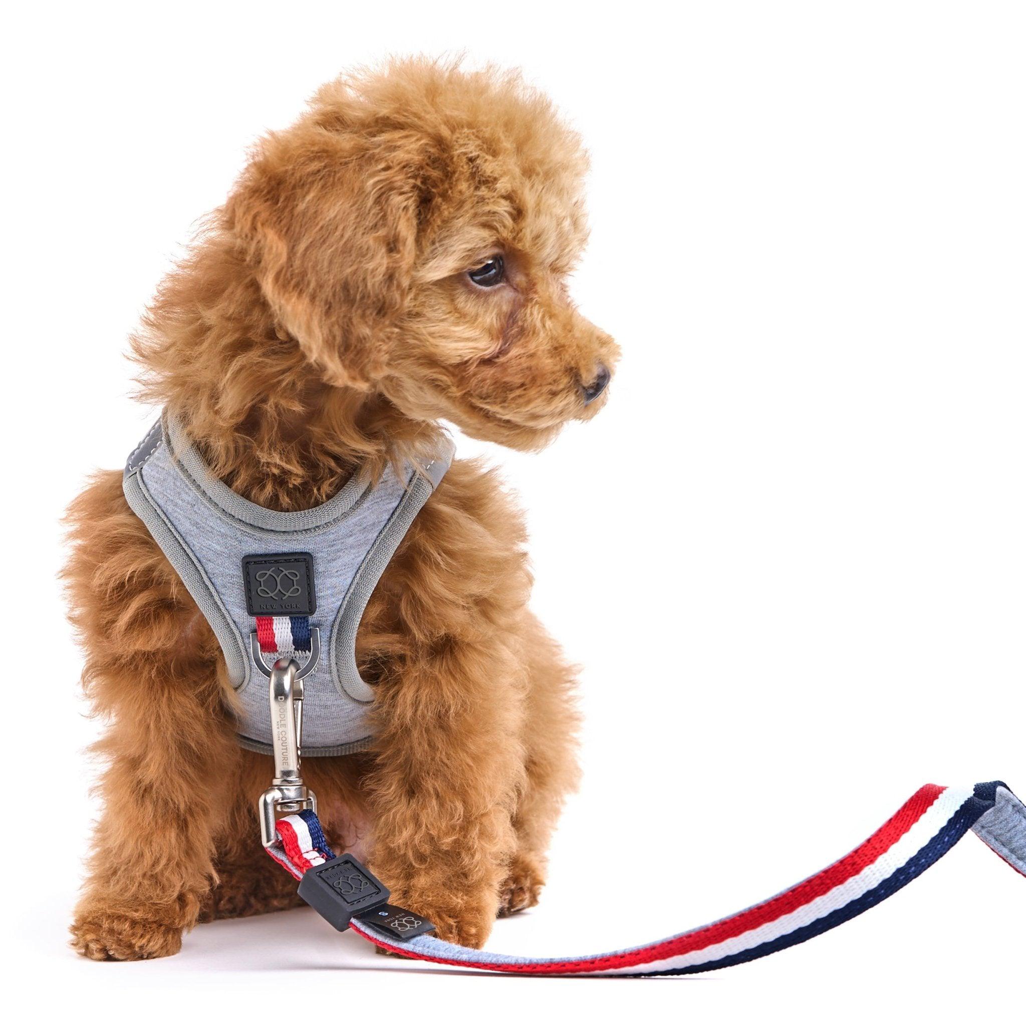 Dogistry SoHo Harness
