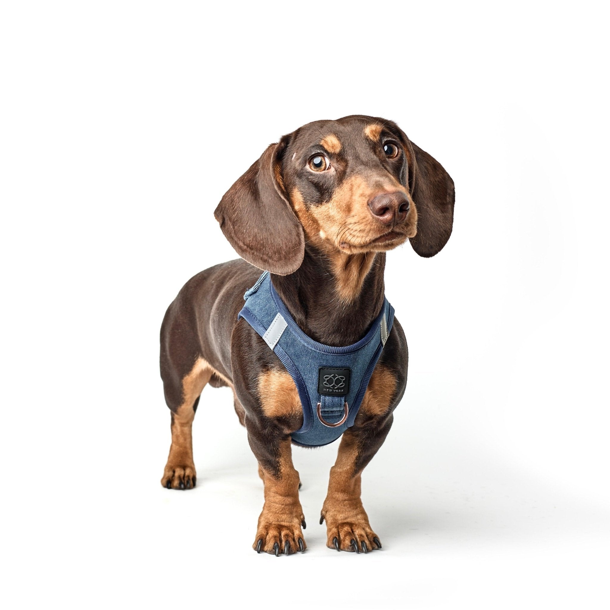 Dogistry SoHo Harness