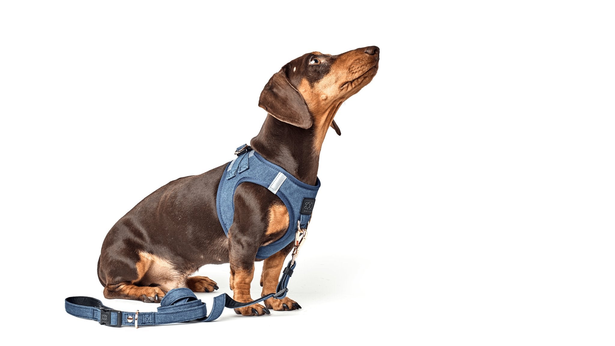 Dogistry SoHo Harness