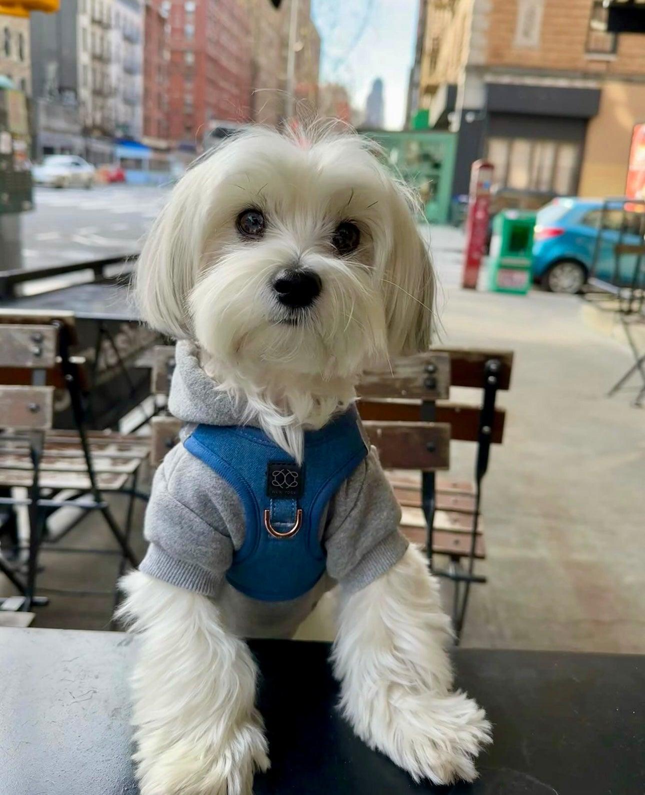 Dogistry SoHo Harness